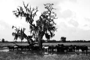 Viele Kuehe unter einem alten Baum – Landschaftsfotograf Hamburg