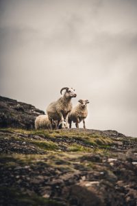 Drei Schafe auf einem Felsen in Island – Landschaftsfotograf Hamburg